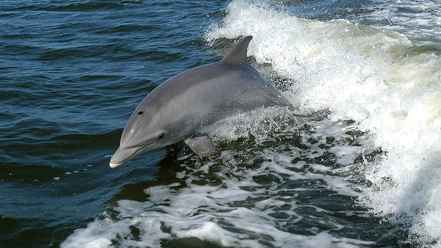 delfin