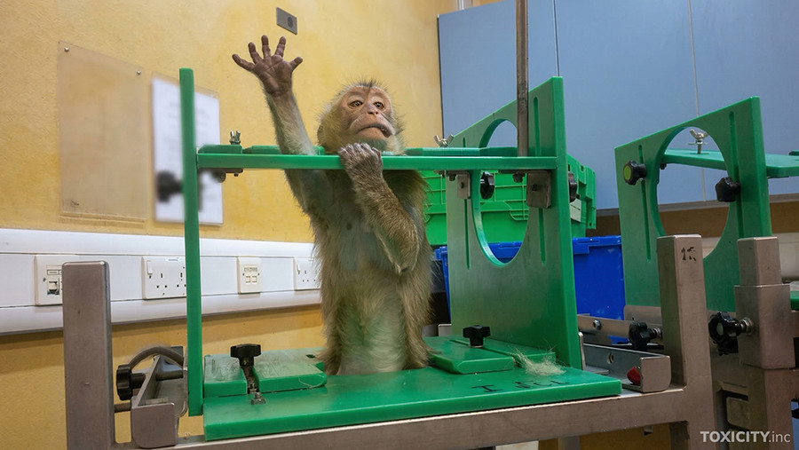 Toxicity Testing AnimalsInternational17