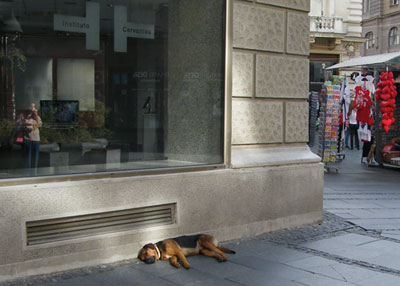 Stray dog in Belgrade