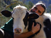 cows-love-cuddles s