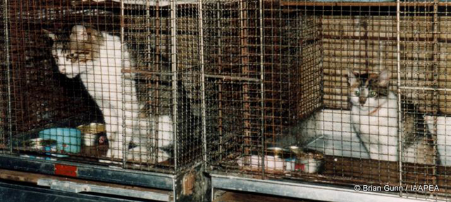 cat-household-product-ld50-poisoning-picture